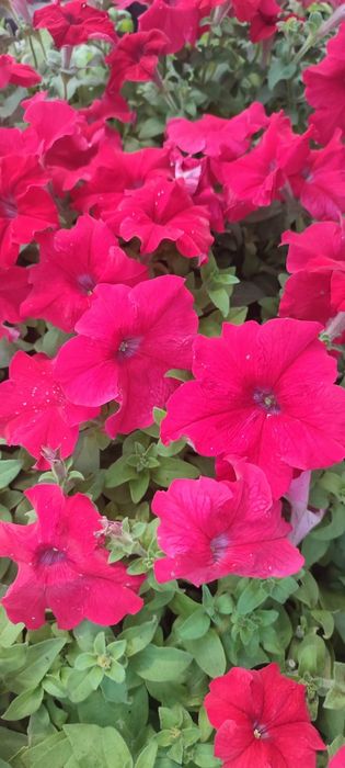 Цветы в большом количестве