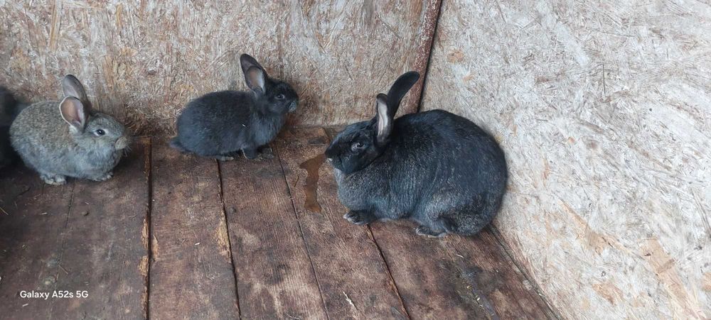 Iepuri uriașul belgian