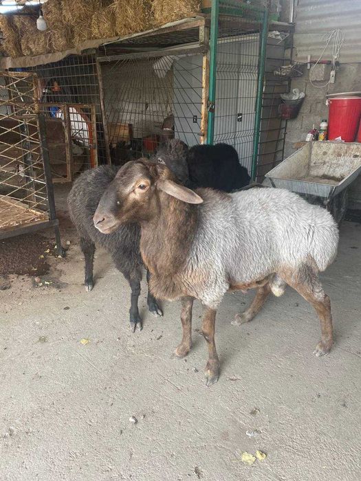 Срочно  кучкорлар сотилади 40+ кг. Тозза