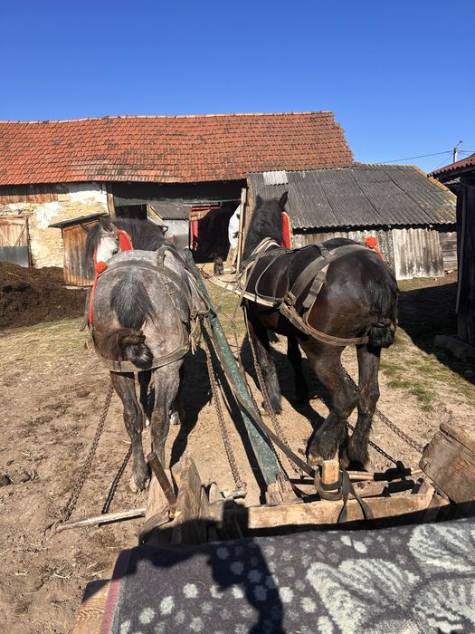 Vând cai tineri si buni de ham