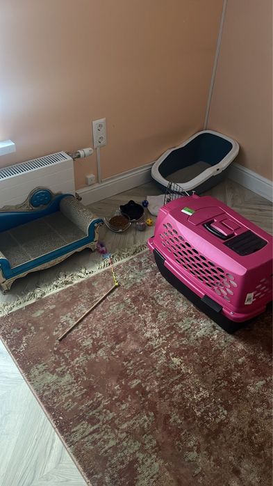 Продам кота породы Рэгдолл