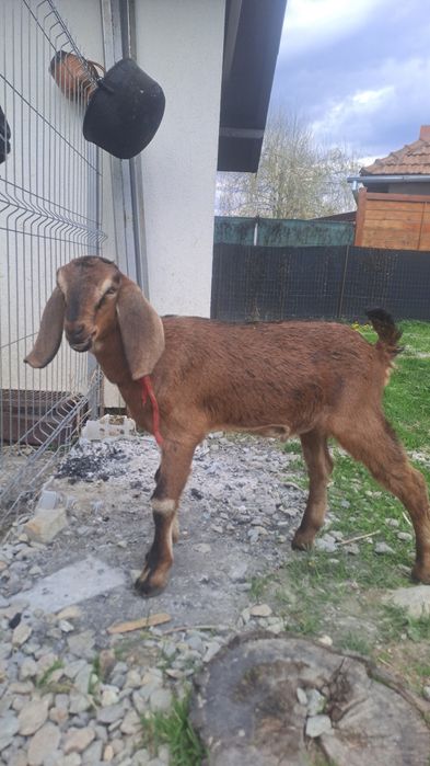 Tapisor anglo nubian