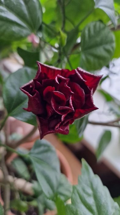 Гибискус (Китайская роза).