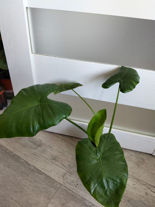 Продаются комнатные цветы от 2000 тенге