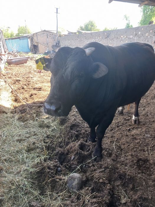 Отличный Бык продам