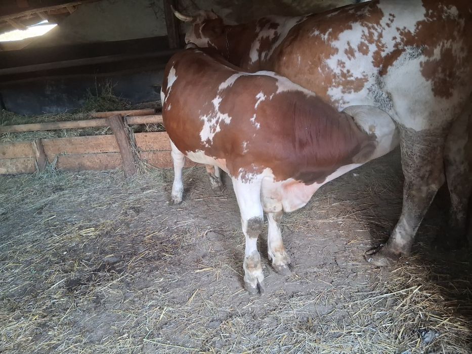 Vând vițel vârstă 7 luni