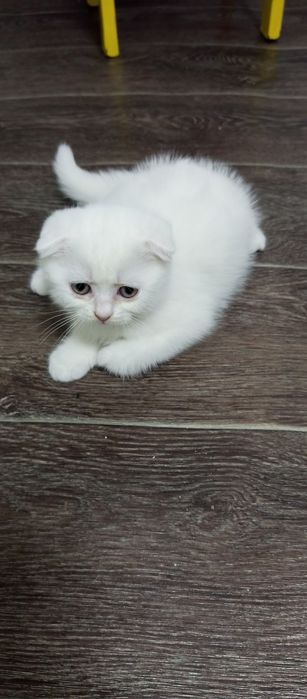 Котята два месяца
