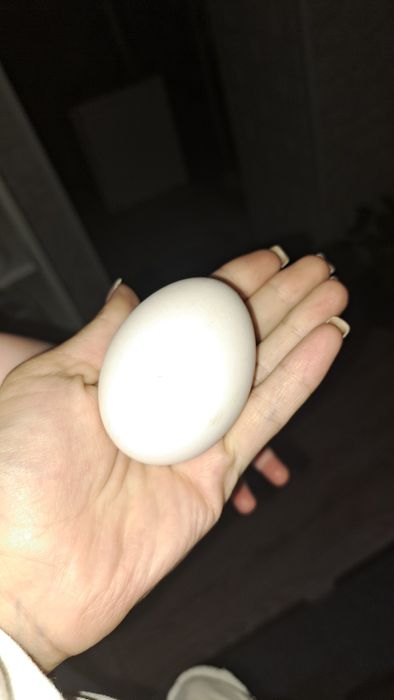 Куры несушки ДОСТАВКА