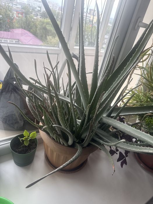 Алое вера цветы лечебн