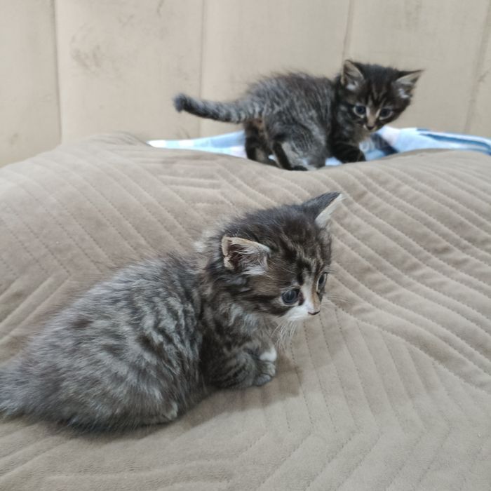 СРОЧНО отдам котят