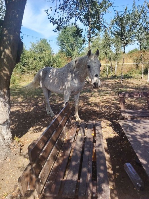 Cal 16 ani foarte bun blând
