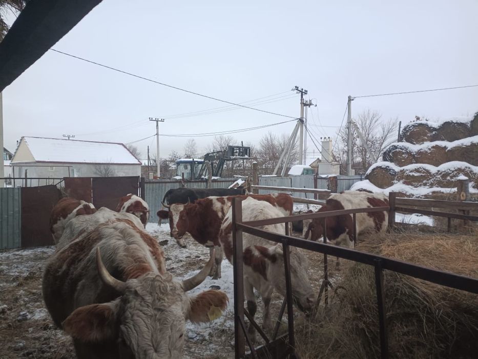 Продаётся молочные корова