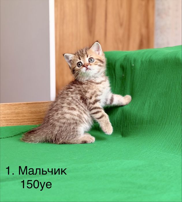 Скоттиш фолд и страйт