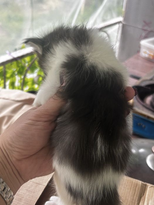 Котенок бесплатно