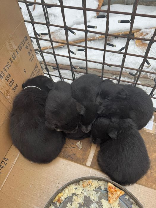 В добрые руки пристраиваются