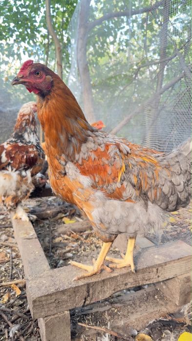 Продам курей Брамы