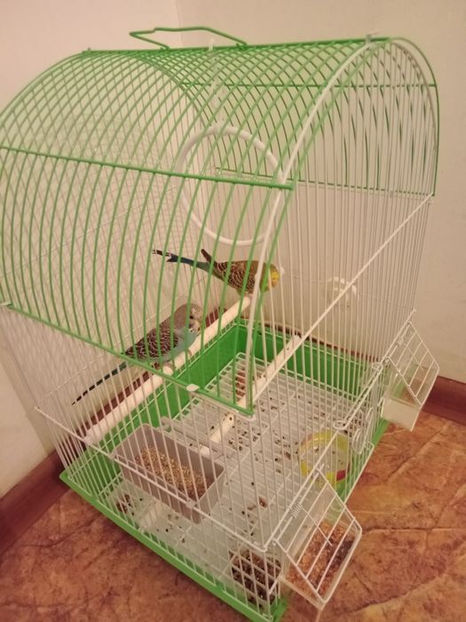 Продам папугаев волнистые