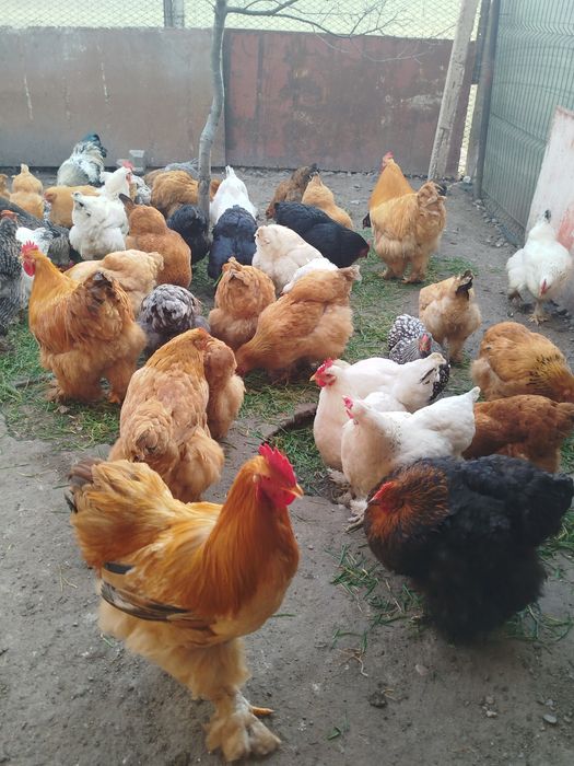 Ouă brahma pentru incubat