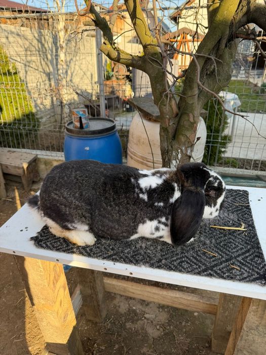 Iepuri Berbec German