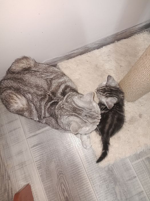 Шотландские котята