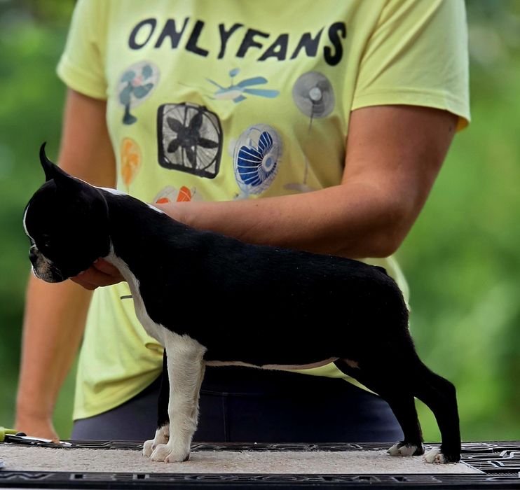 Boston Terrier femela