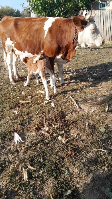 Vand vaca rasa Simmental cu vitelusa