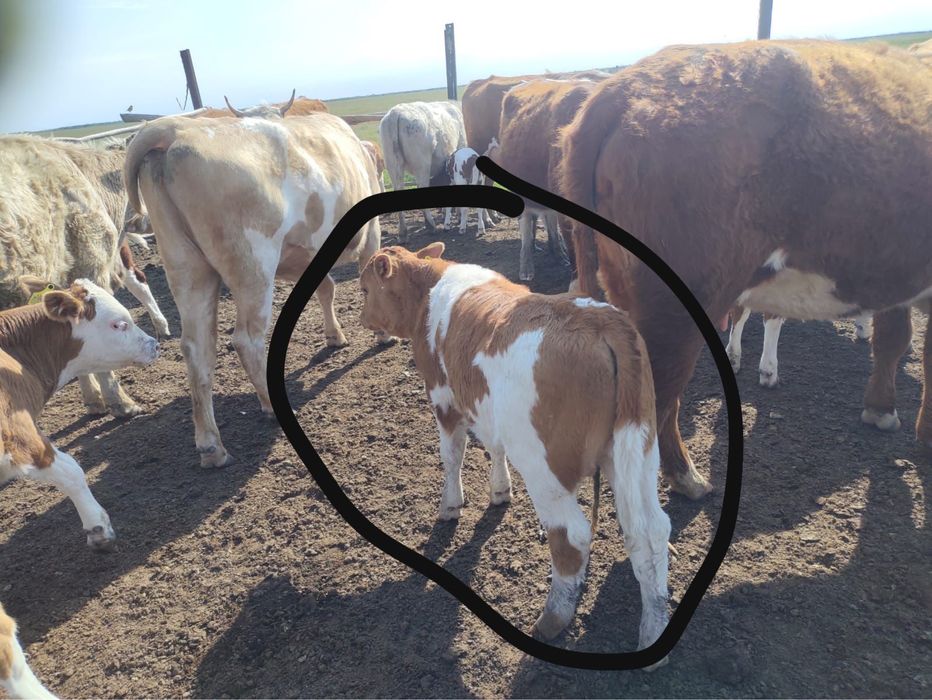 Продам каровы с теленками
