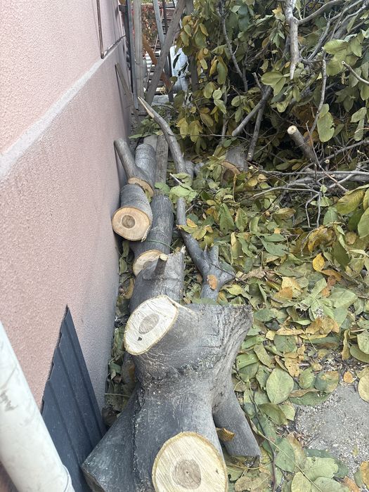 Бесплатно отдам деревья орех  срочно