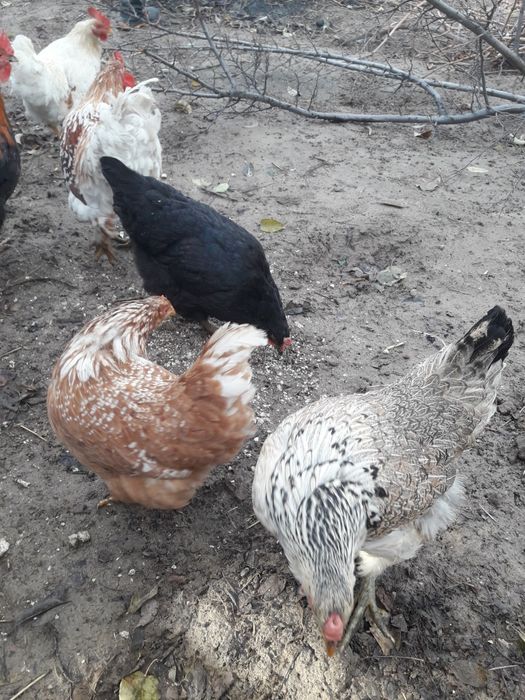 Продам куры домашние.