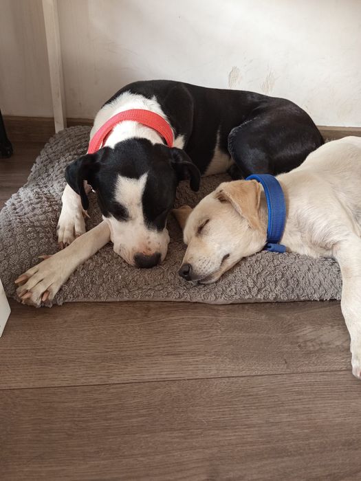 Donez pitbull talie mare și labrador