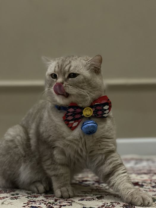 Вязка кошек. Nasl olishga mushuk. O’gil bola.Shinshila 3yosh.