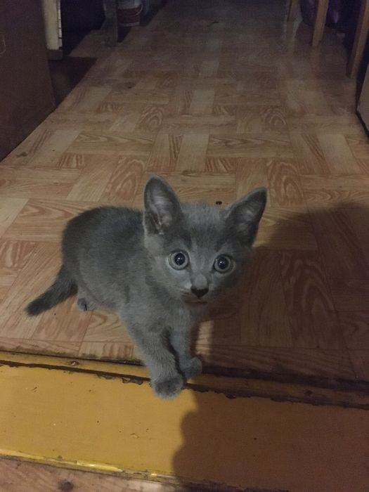 Котята в добрые и любящие руки.