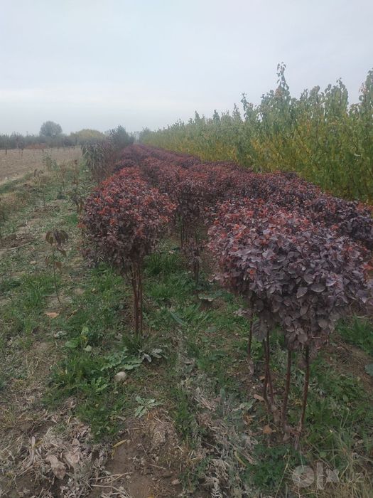 Manzarali daraxt buldanej pavloniya qumi bilan tayyor