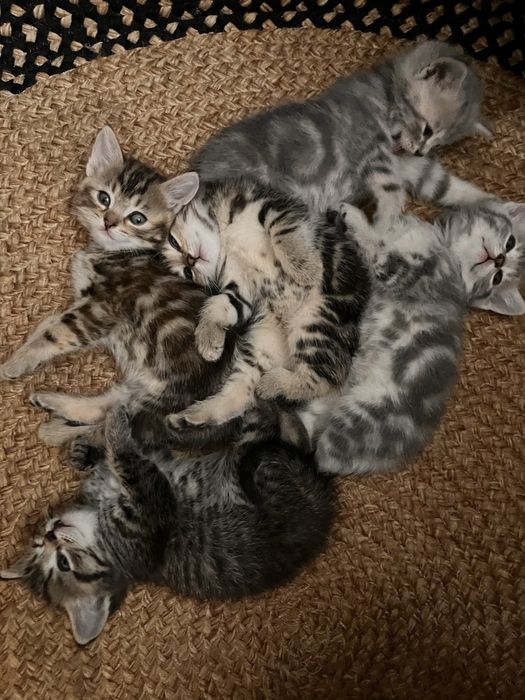 котята британцы красивый окрас