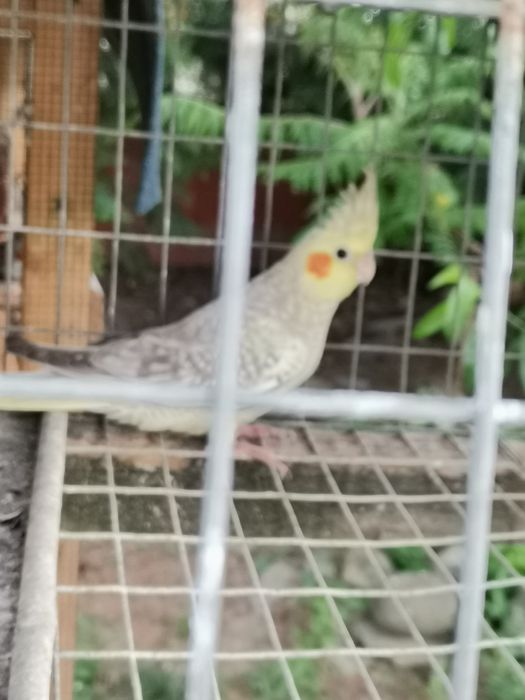 Vând ninfe de anul acesta