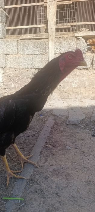 Тоза продали дакан хуроз сотилади