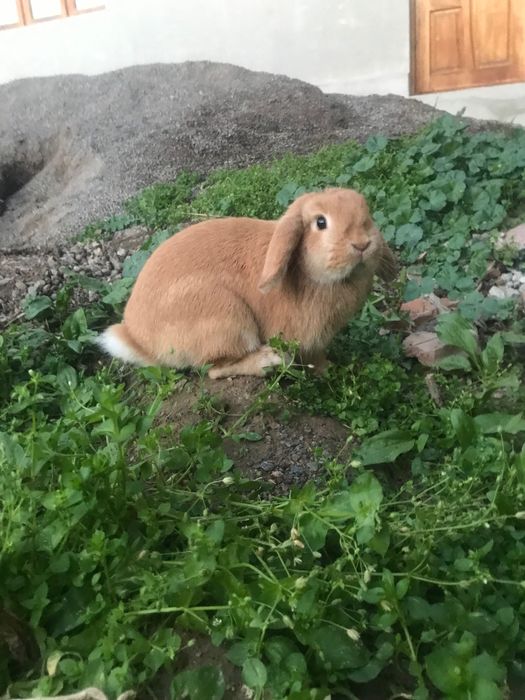 KARLIK dekarativniy quyon