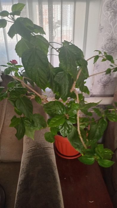 Комнатные цветы  продам.