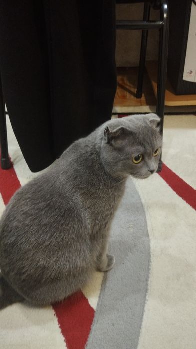 Отдам даром кошка