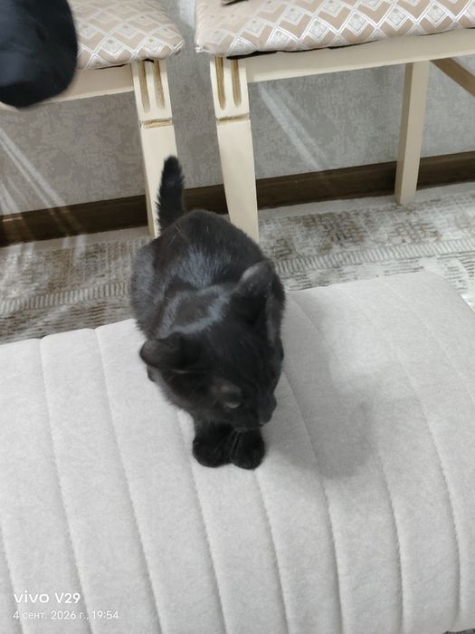 Отдам щенка и котенка