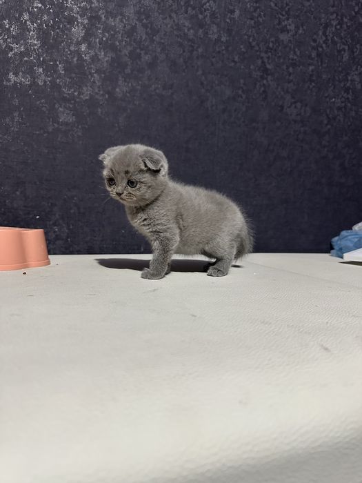 Продам котят британцев