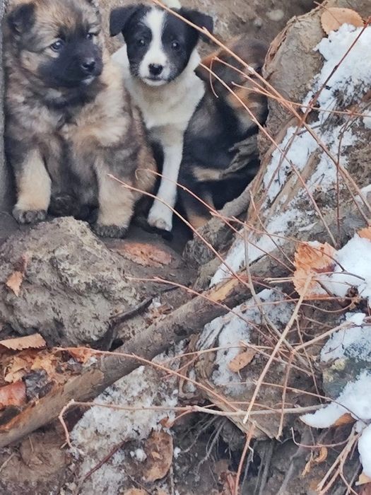 Щенки малыши ищут дом