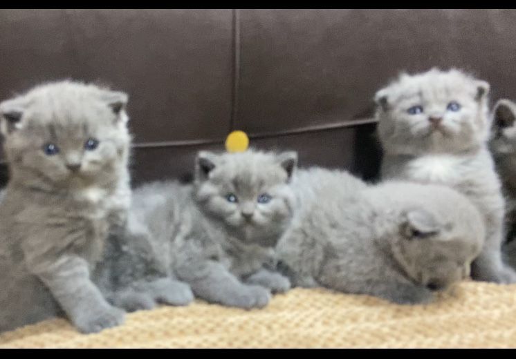 Продам вислоухих котят!тм 1 месяц