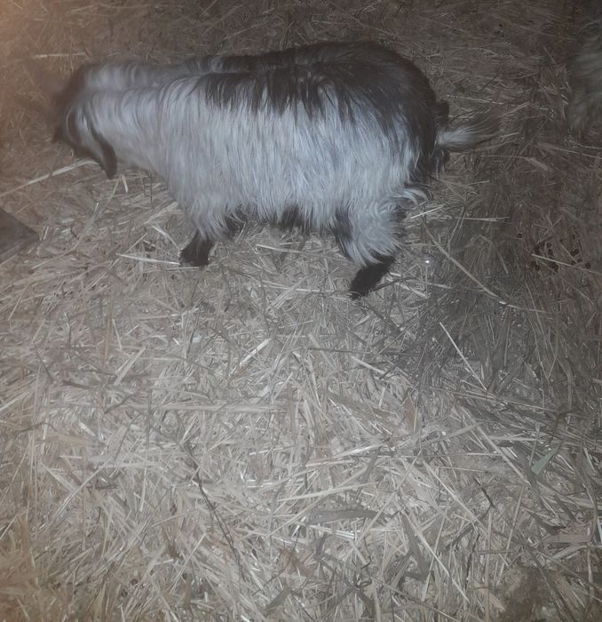 Текешік сатылады