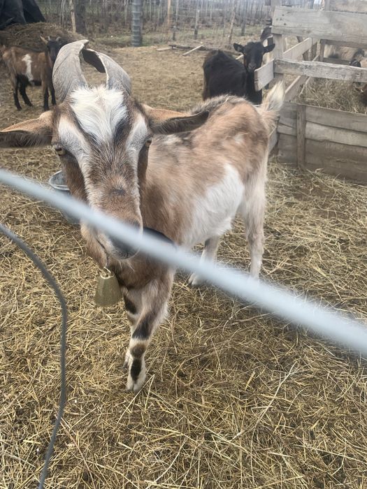 Tapi castrati de vinzare