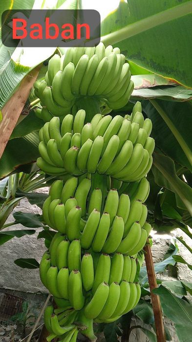 Banan kivi galubika avakado mango zaytun arbuts kadsura