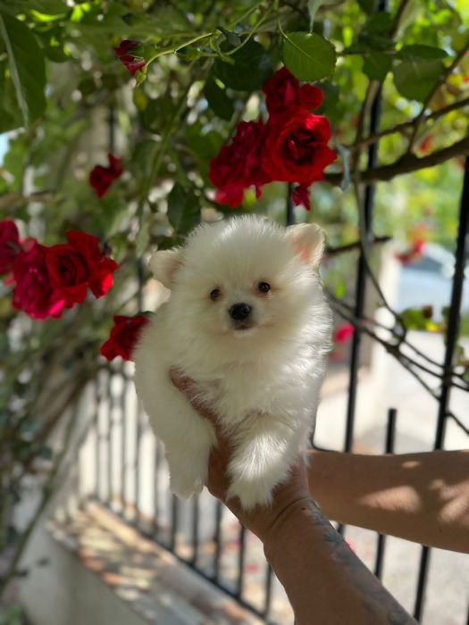 Pomeranian mini toy