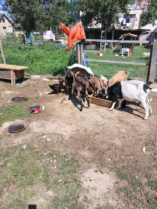 Capre bune de lapte cu iezi.doi tapi si doua iedute