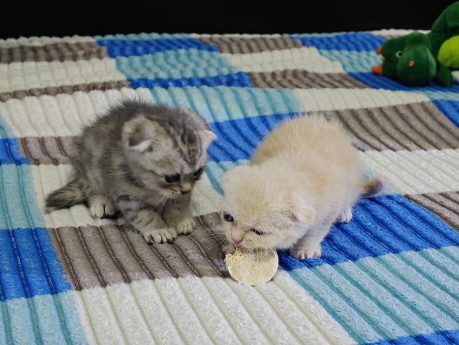 Пушистые комочки счастья