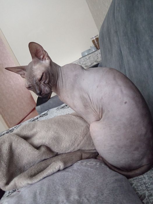 Продам кота сфинкс